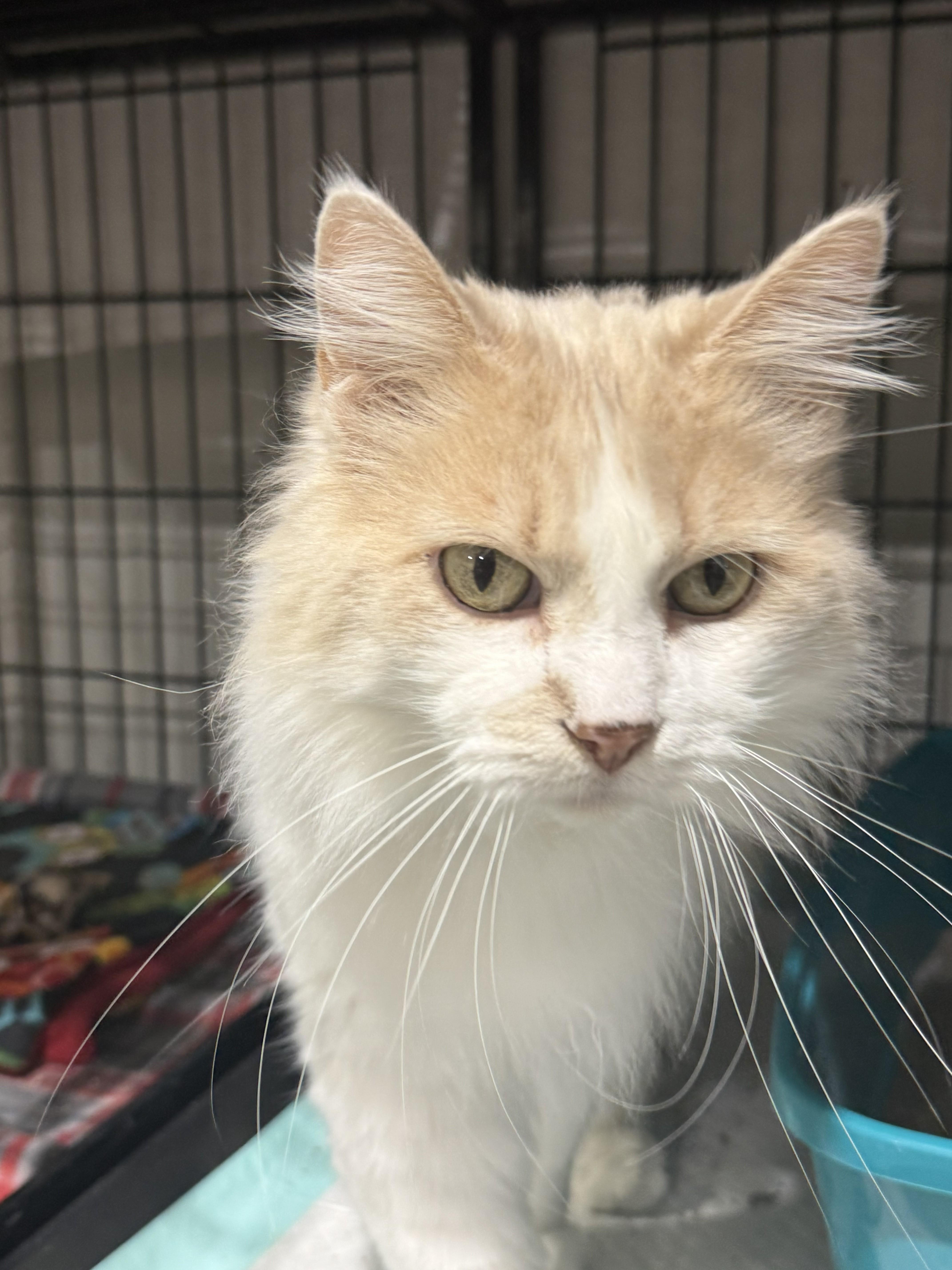 An adult medium-sized female Buff & White Domestic Long Hair cat named Dawn for adoption in De Soto, IA