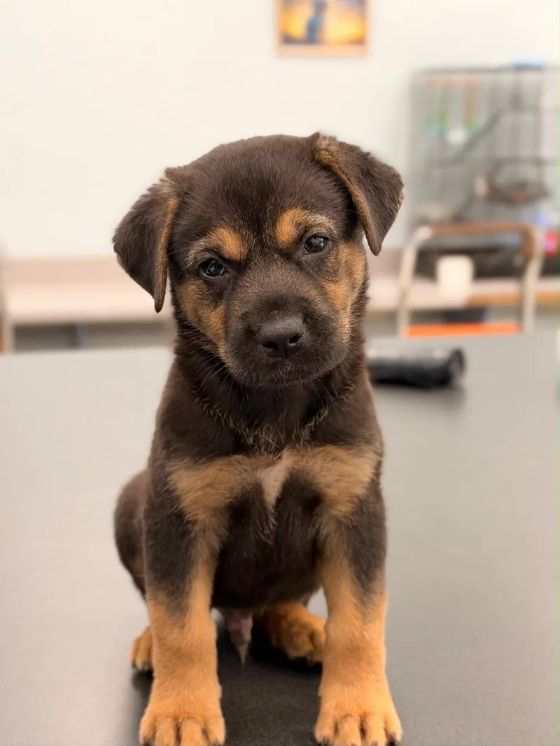 A baby medium-sized male Bicolor Shepherd dog named Sinclair for adoption in miami, FL