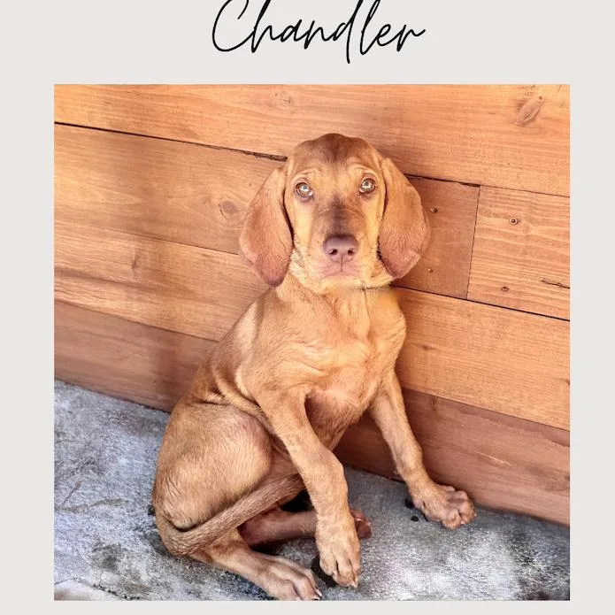 A baby small-sized female Labrador Retriever dog named Chandler for adoption in San Juan Capistrano, CA