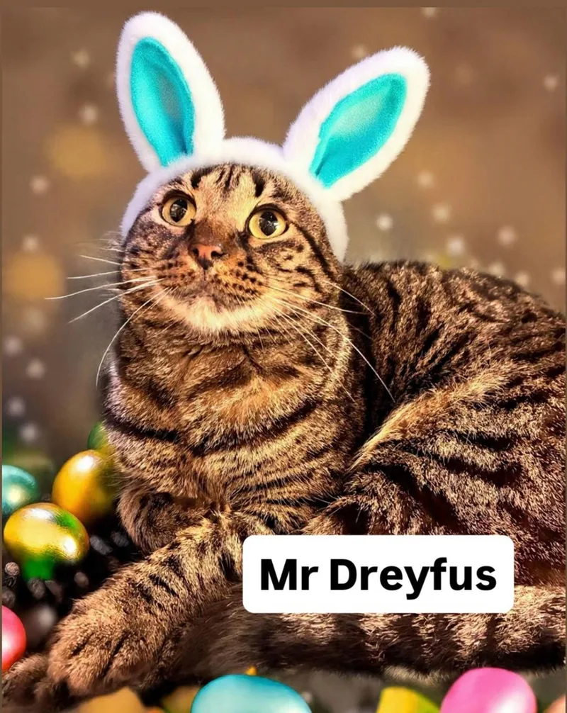 Mr Dreyfus At Martinez thumbnail 2