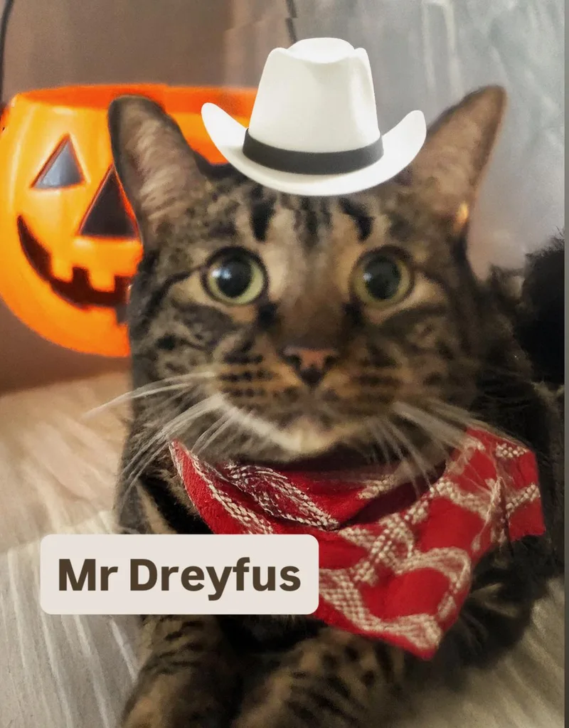 Mr Dreyfus At Martinez thumbnail 3