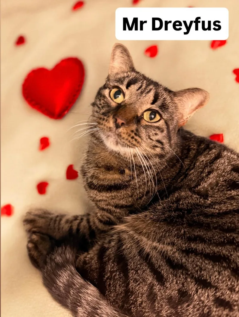 Mr Dreyfus At Martinez thumbnail 5