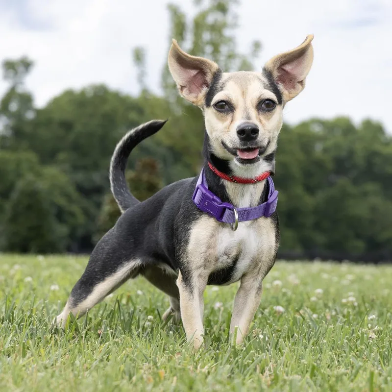 An adult small-sized female Black Mixed Breed dog named Zelda for adoption in Franklin, TN