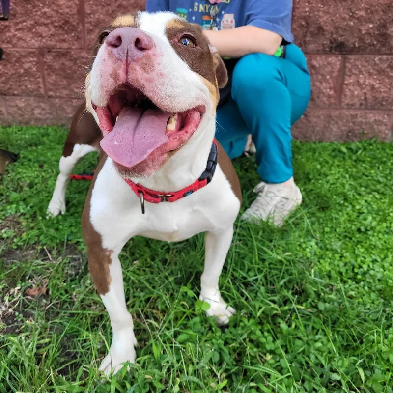 An adult medium-sized female Mixed Breed dog named Coco for adoption in Fredericksburg, VA