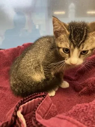 A baby small-sized male Domestic Short Hair cat named Clyde for adoption in Largo, FL