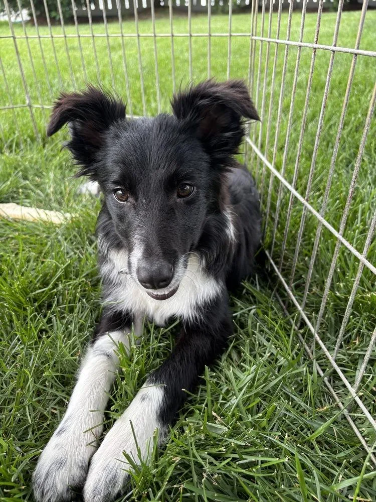 A baby medium-sized female Tricolor (Brown, Black, & White) Border Collie dog named Lotus for adoption in Ringwood, IL