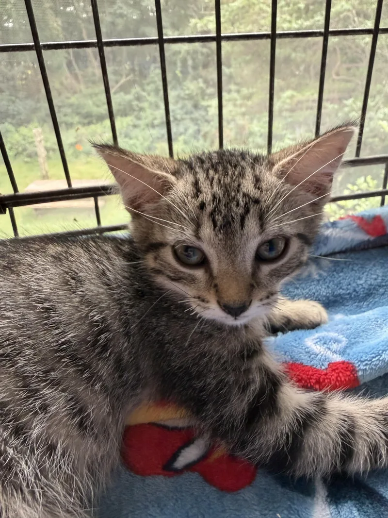 A baby medium-sized female Tabby (Brown / Chocolate) Domestic Short Hair cat named Brownie for adoption in Southold, NY