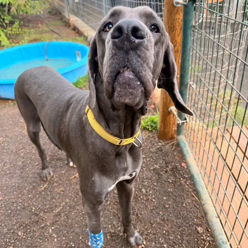 An adult extra large-sized female Gray / Blue / Silver Great Dane dog named Jackie fka Mouse for adoption in Salem, OR