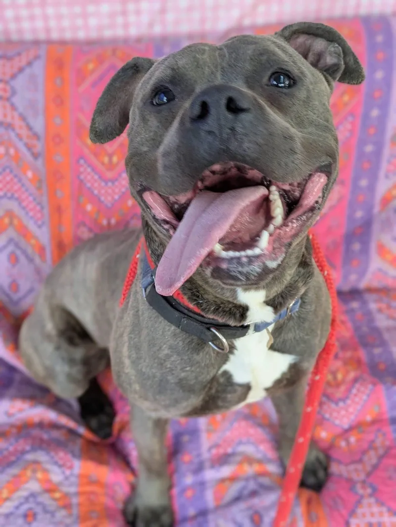 A young large-sized male Mixed Breed dog named Clark for adoption in Jamesville, NY