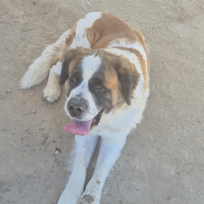 An adult extra large-sized female Bicolor Saint Bernard dog named Petunia for adoption in Sparks, NV