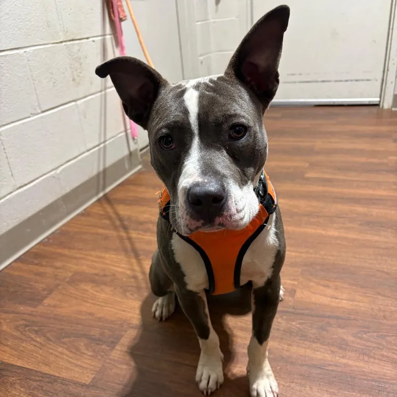 An adult medium-sized female Gray / Blue / Silver Mixed Breed dog named Roxy for adoption in Milton, FL