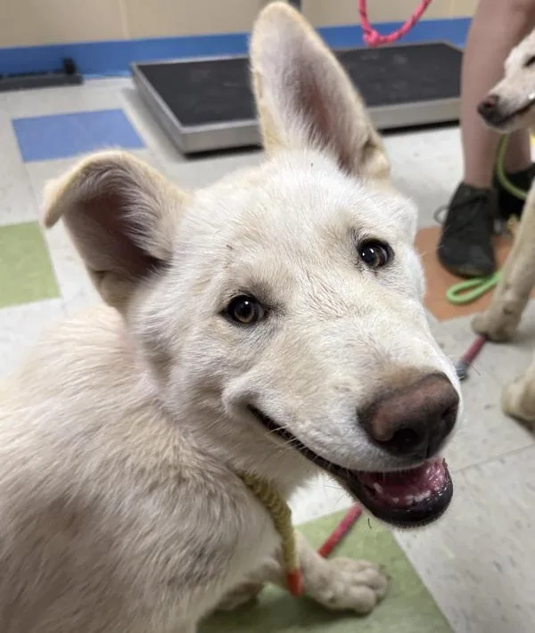 A baby medium-sized female Siberian Husky dog named Crystal for adoption in Sioux City, IA