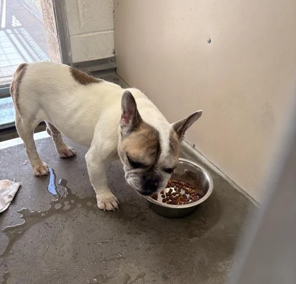 An adult small-sized male French Bulldog dog named Casper for adoption in Rio Rancho, NM