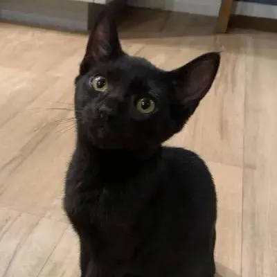 A baby small-sized male Black Domestic Short Hair cat named Johnny for adoption in Pacific Palisades, CA