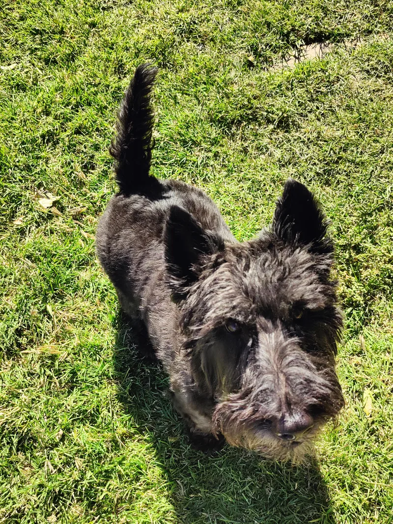 A young medium-sized male Black Scottish Terrier dog named Marshall for adoption in Prescott Valley, AZ