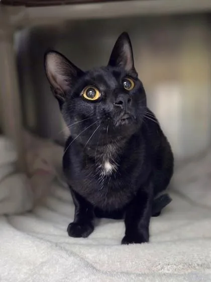 Pierre