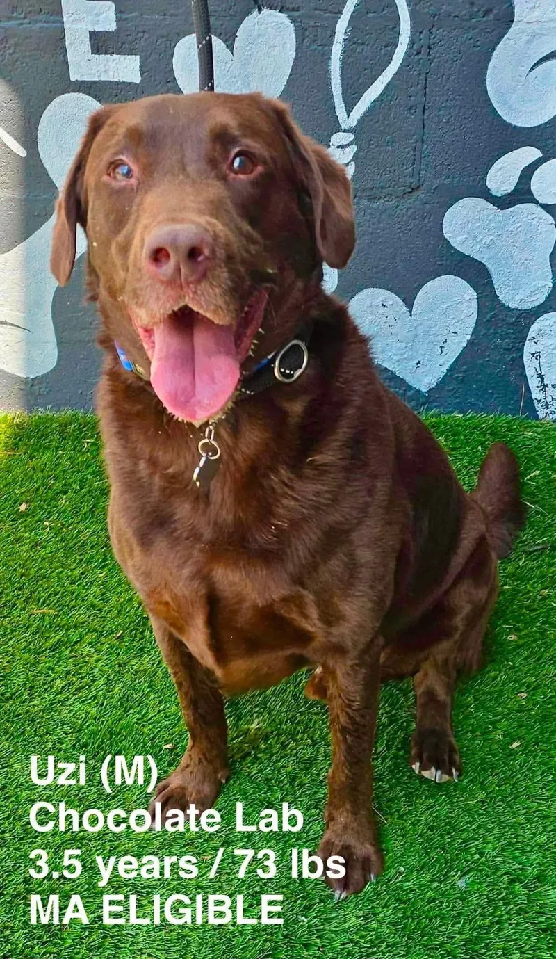 An adult large-sized male Labrador Retriever dog named Uzi for adoption in Pomfret Center, CT