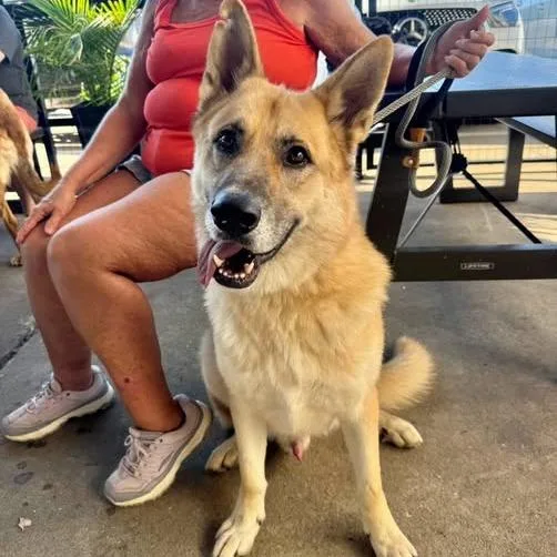 An adult large-sized male Yellow / Tan / Blond / Fawn German Shepherd Dog dog named Shep for adoption in Tulsa, OK