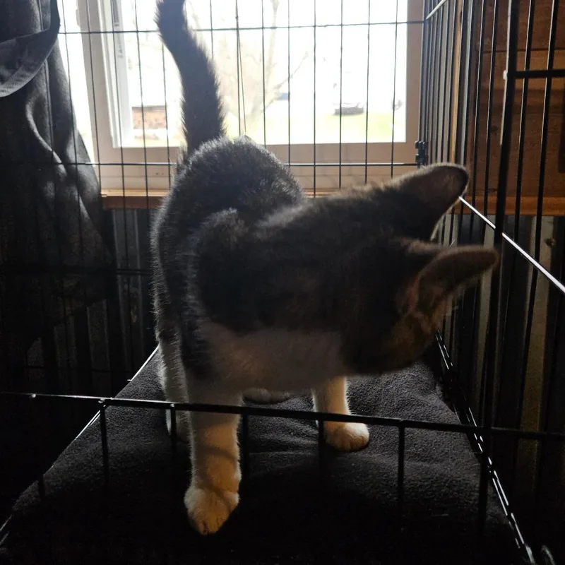 A baby small-sized male White Domestic Short Hair cat named Ashton for adoption in Ringtown, PA