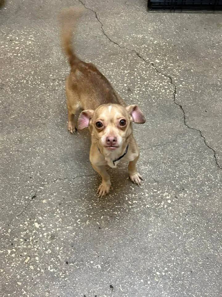 An adult small-sized female Mixed Breed dog named Mighty for adoption in Ocala, FL