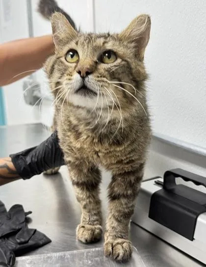 An adult medium-sized male Domestic Short Hair cat named Whimsey for adoption in Daytona Beach, FL
