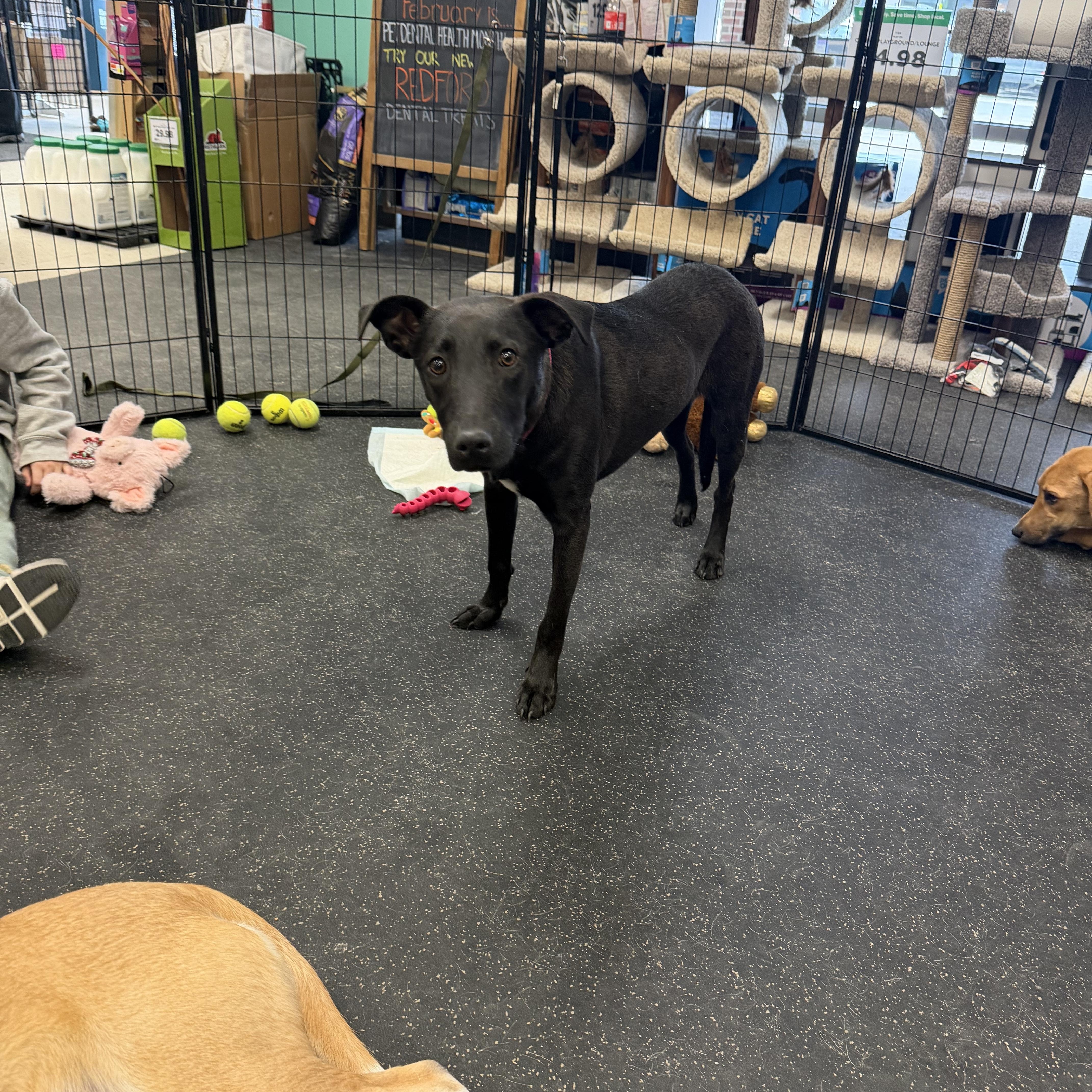 A young medium-sized male Shepherd dog named Kevin for adoption in Portland, ME