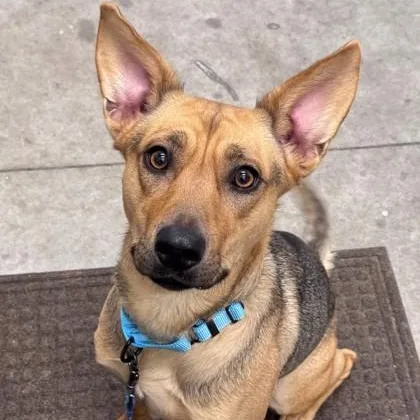 A young medium-sized male Mixed Breed dog named Poncho for adoption in Hackensack, MN
