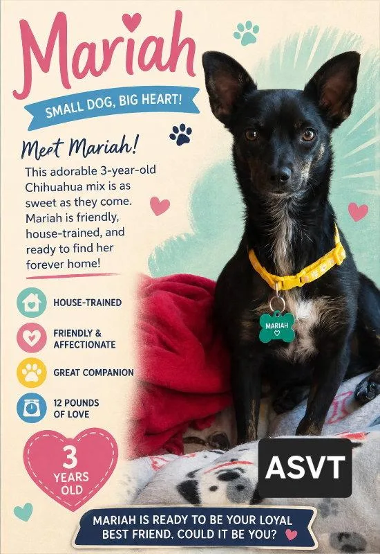 A young small-sized female Chihuahua dog named Mariah for adoption in Montgomery, TX