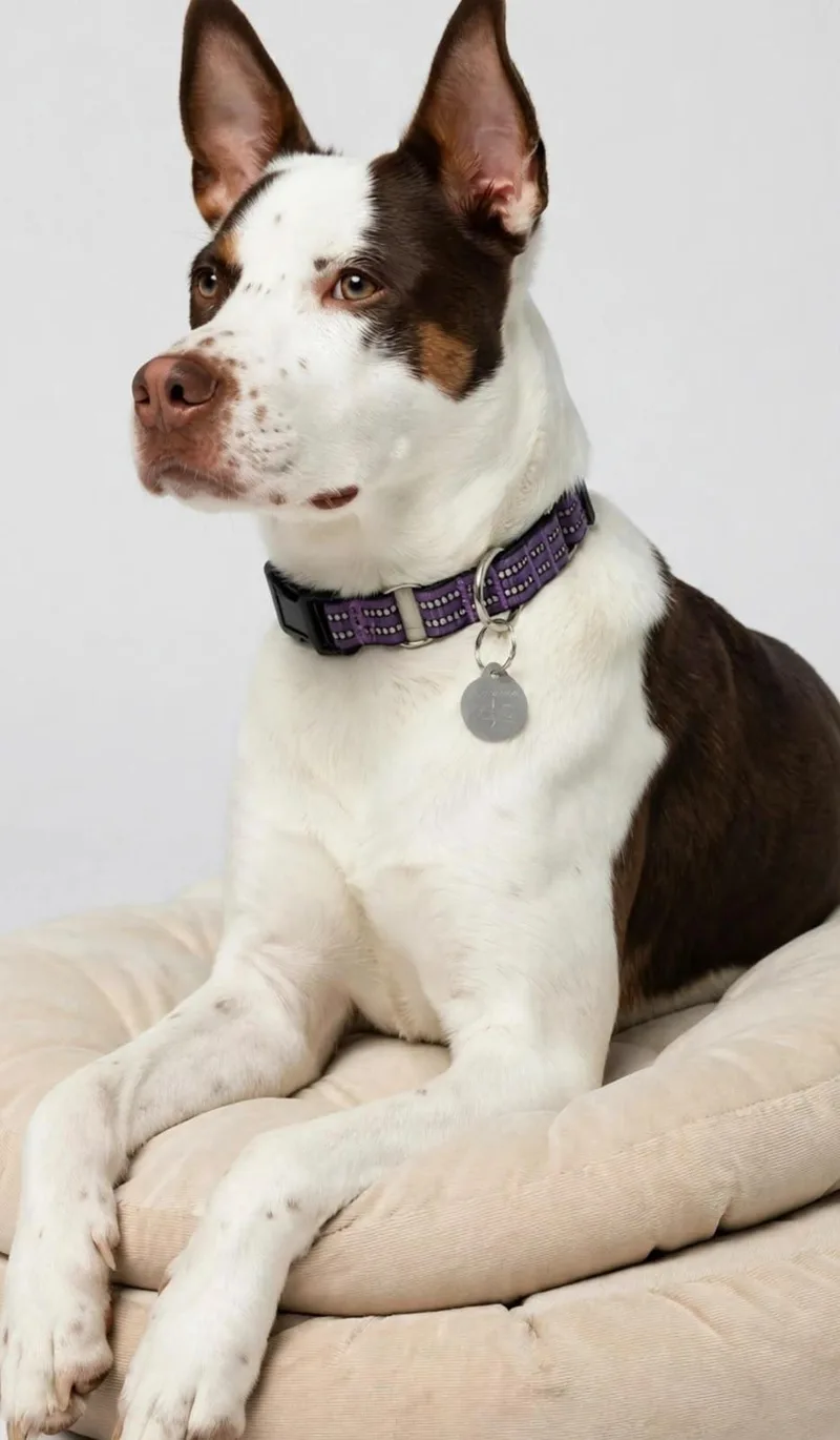 A young medium-sized male Pit Bull Terrier dog named Murph for adoption in houston, TX