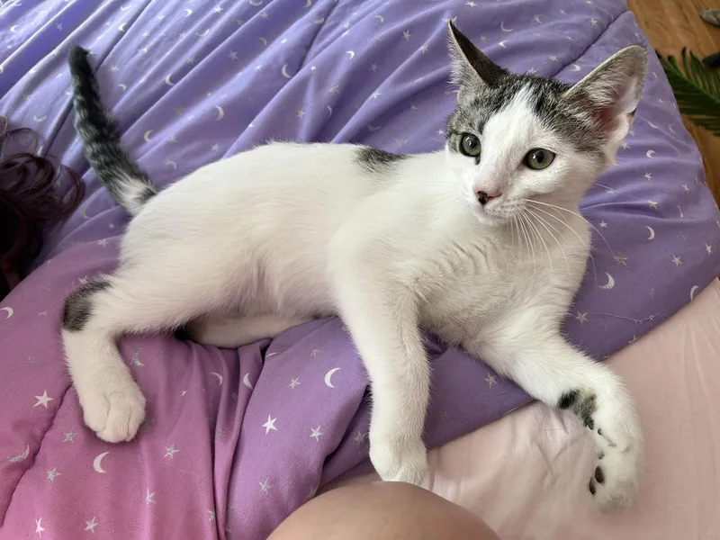 A baby medium-sized female Buff & White Domestic Short Hair cat named Rainy for adoption in Catasauqua, PA