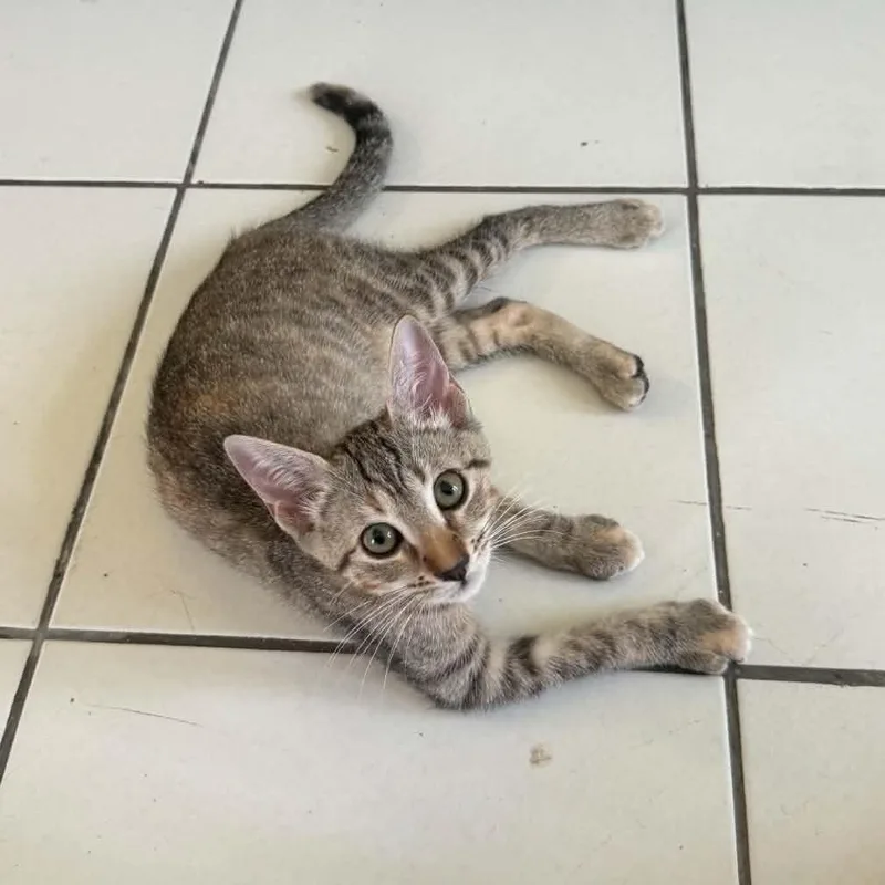 A baby medium-sized female Domestic Short Hair cat named Cleo for adoption in Warren, NJ