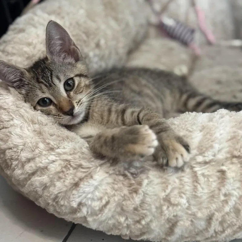 Cleo thumbnail 2