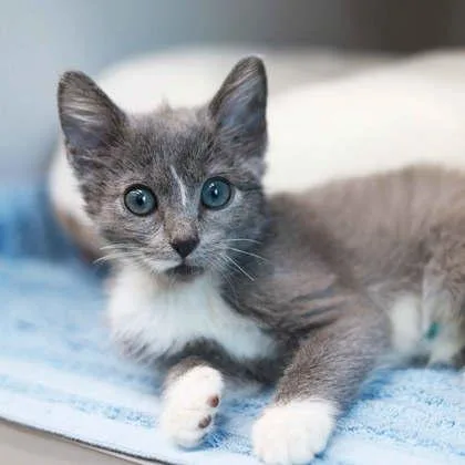 A baby small-sized male Gray / Blue / Silver Domestic Short Hair cat named King Julian for adoption in Atlanta, GA