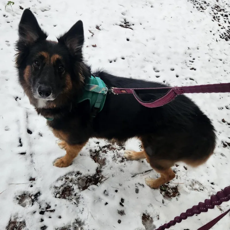 A senior medium-sized female Brown / Chocolate Shepherd dog named Sombra for adoption in Austin, TX