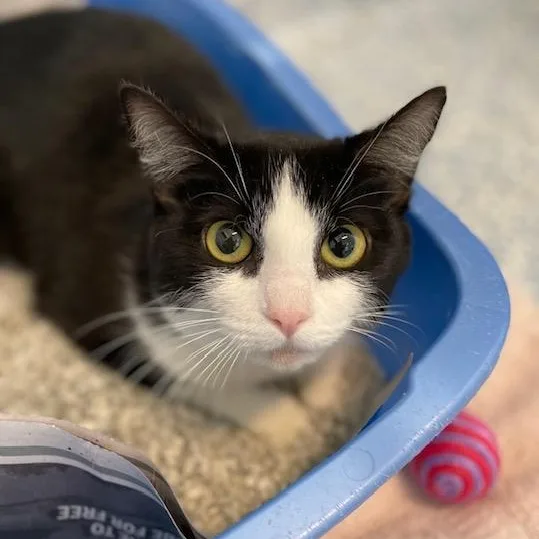 An adult medium-sized female Black & White / Tuxedo Domestic Short Hair cat named Myth for adoption in Stafford, VA