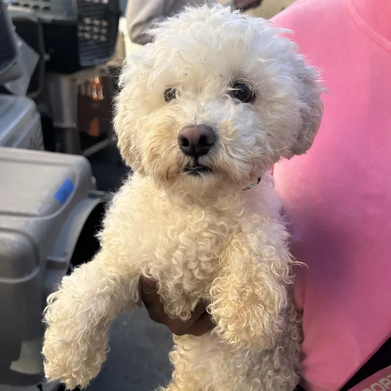 An adult small-sized female White / Cream Poodle dog named Colette for adoption in Point Richmond, CA