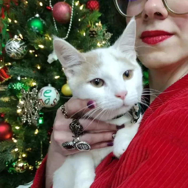 Mango Pumpkin Pie thumbnail 2