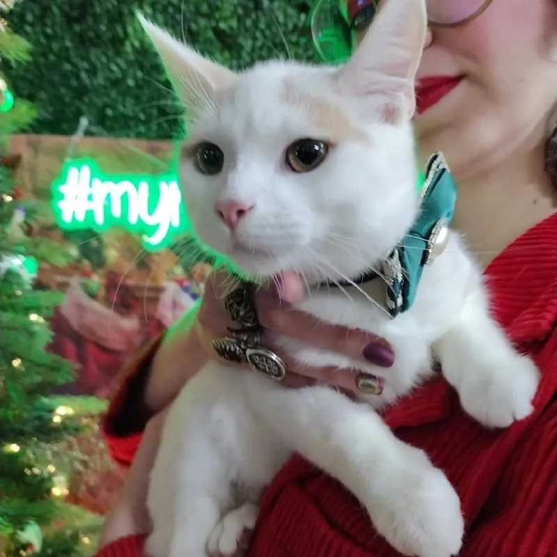 Mango Pumpkin Pie thumbnail 4