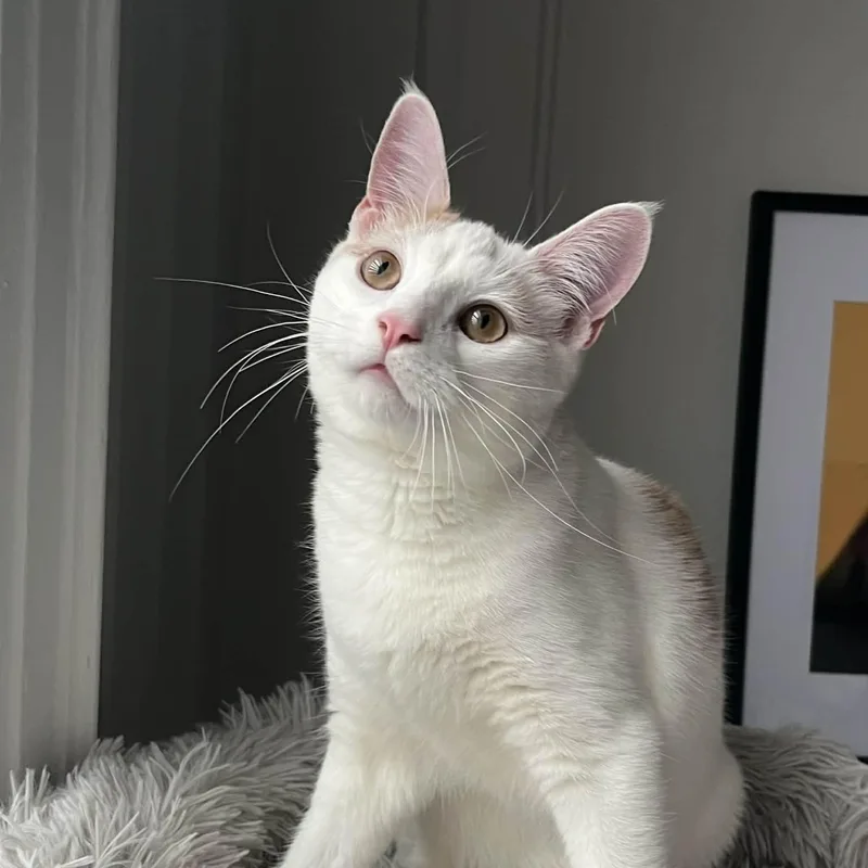 Mango Pumpkin Pie thumbnail 5