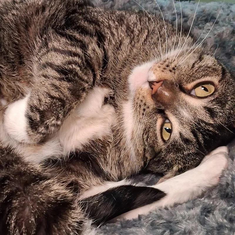 An adult extra large-sized male Gray / Blue / Silver American Shorthair cat named Porter for adoption in Galveston, TX