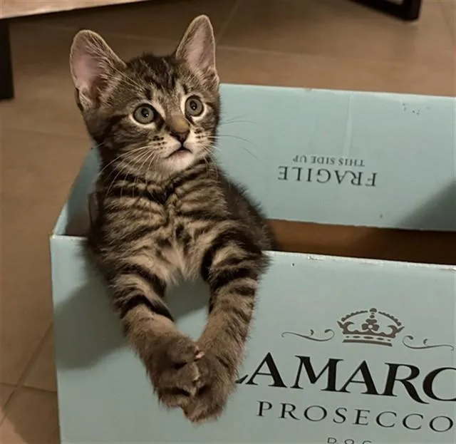 A baby small-sized male Domestic Short Hair cat named Clorox for adoption in Sarasota, FL