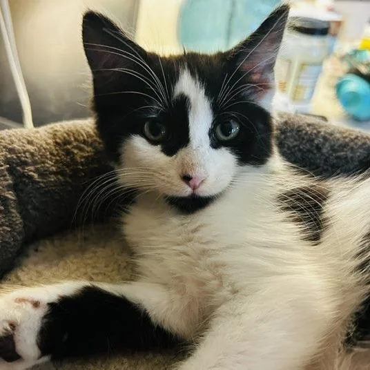 Clarabelle
