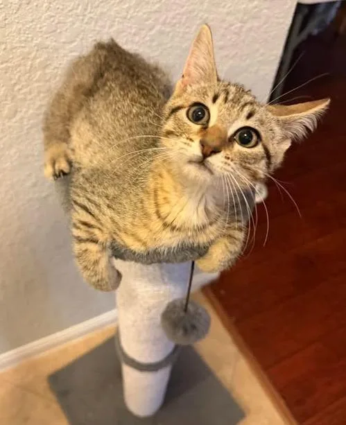 A baby small-sized male Domestic Short Hair cat named Hook for adoption in Magnolia, TX