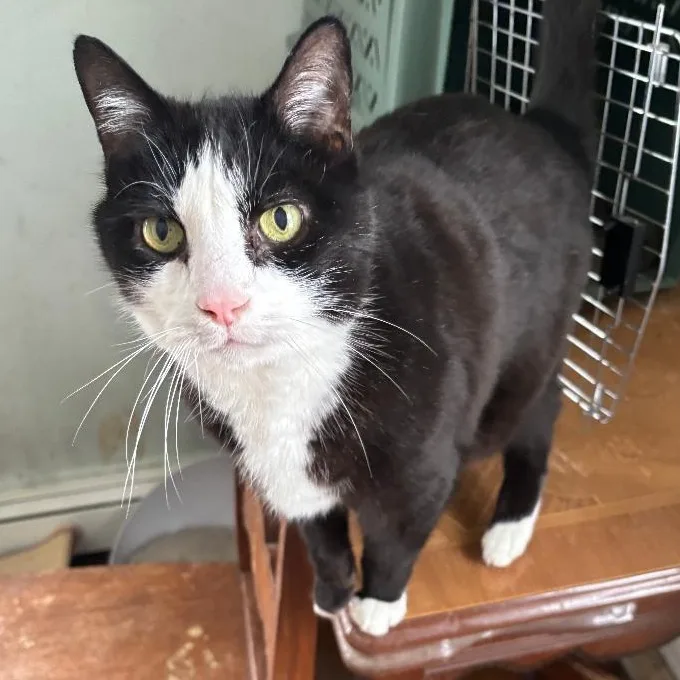 Sylvester thumbnail 2