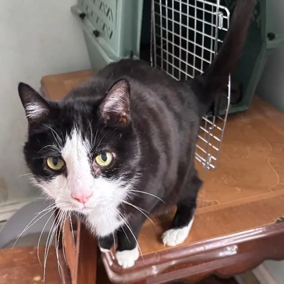 Sylvester thumbnail 3