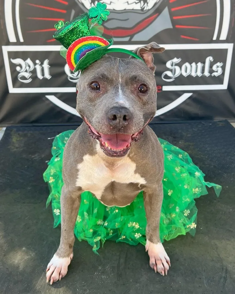 Brooklyn thumbnail 2