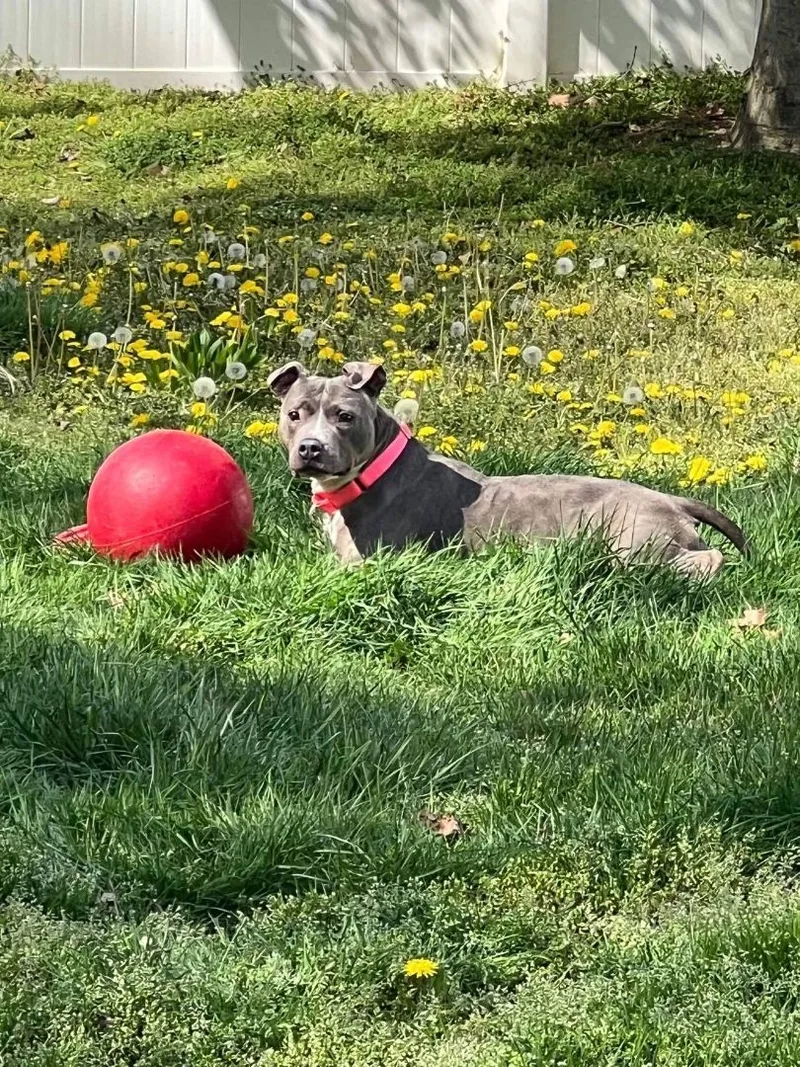 Brooklyn thumbnail 3