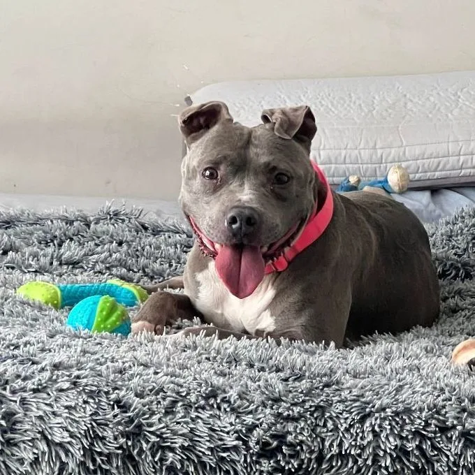 Brooklyn thumbnail 5