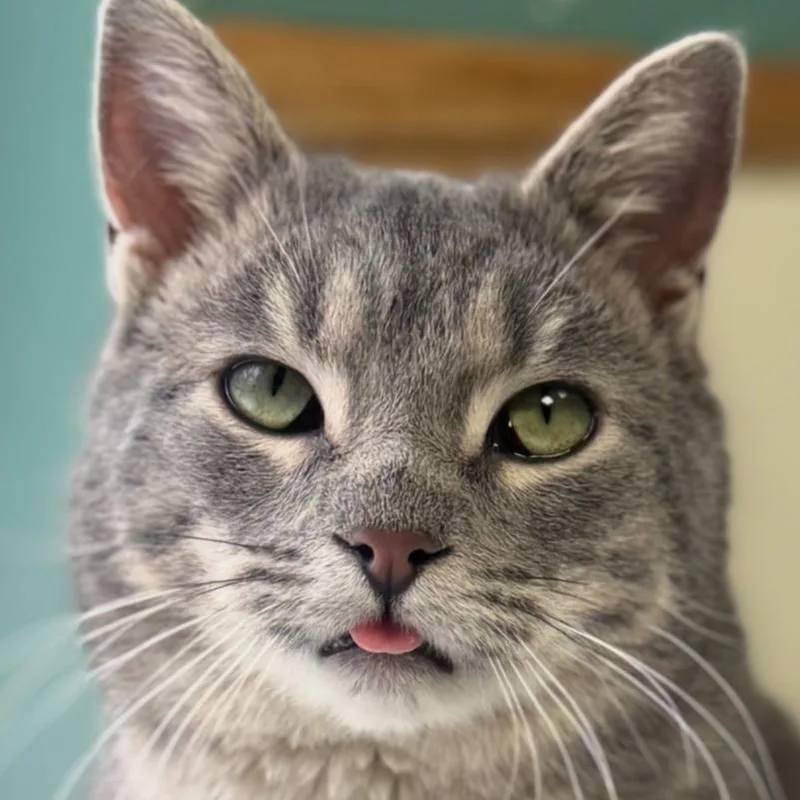 An adult small-sized male Gray / Blue / Silver Domestic Short Hair cat named Smoky for adoption in Carmel, IN
