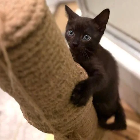 A baby small-sized female Domestic Short Hair cat named Darla for adoption in Troy, VA